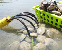 あさり掘り体験ツアー